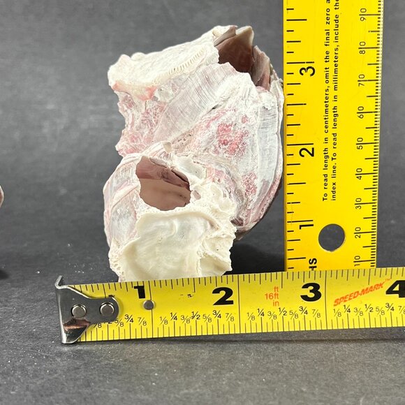 Acorn Barnacle Coral Reef Pink Purple Nautical Salt Water Coastal Aquarium Decor - Picture 9 of 9